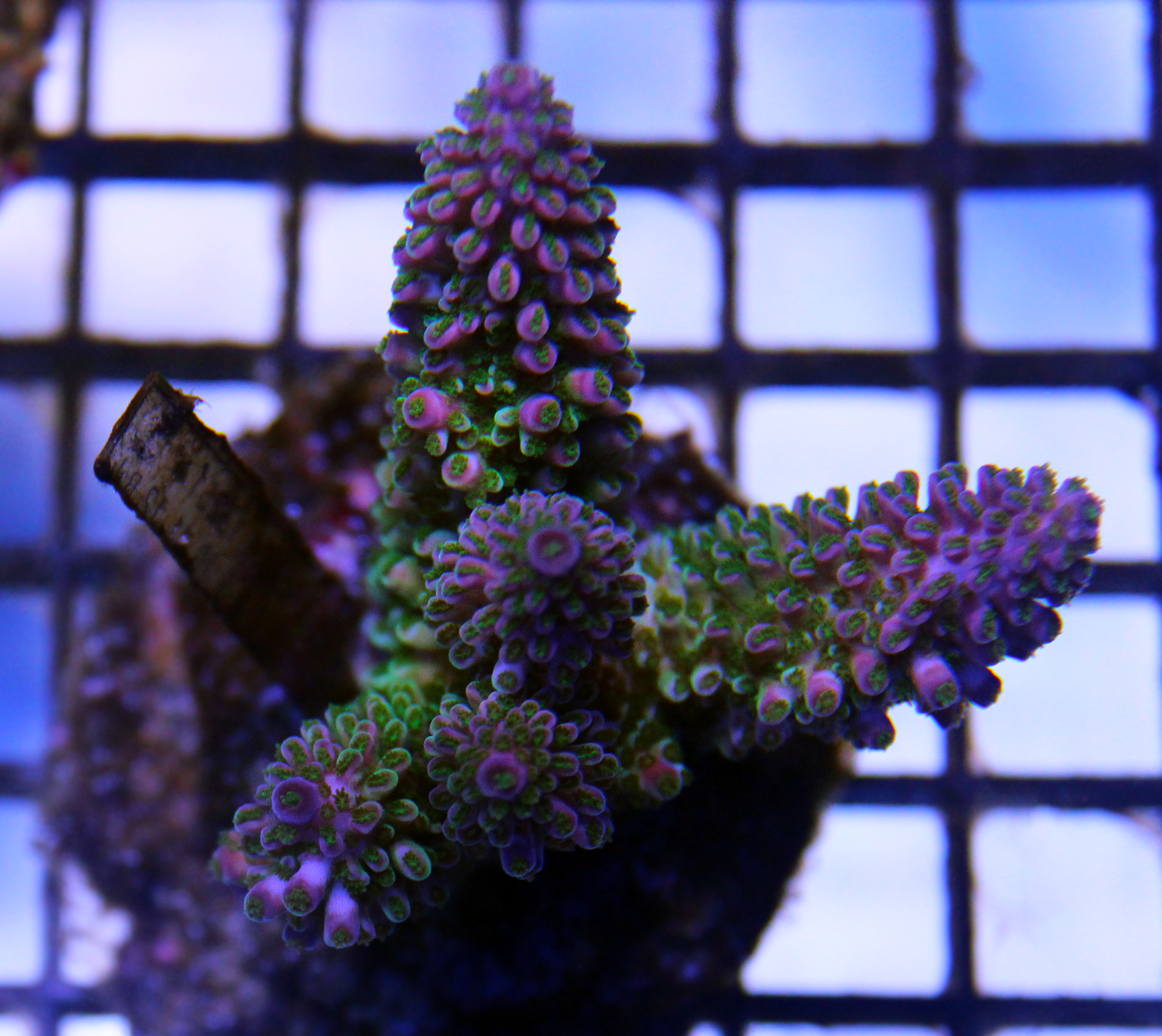 Acropora abrotanoides