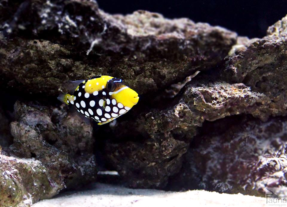 Clown Triggerfish (balistoides conspicillum)