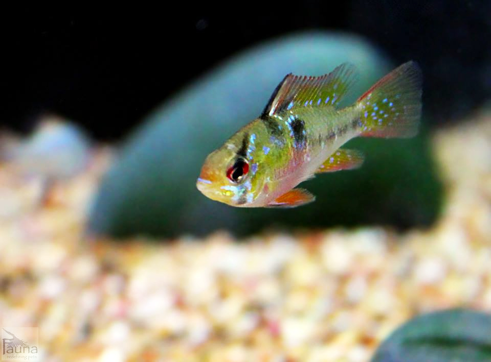 German Blue Ram (Mikrogeophagus ramirezi)