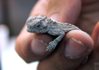 Horned Lizard