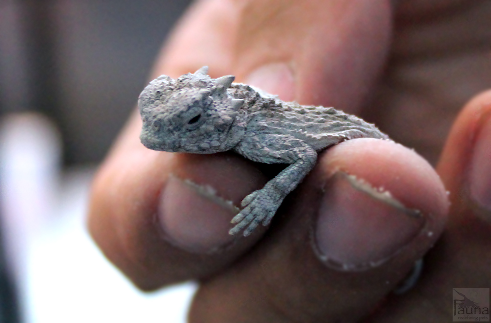 Horned Lizard