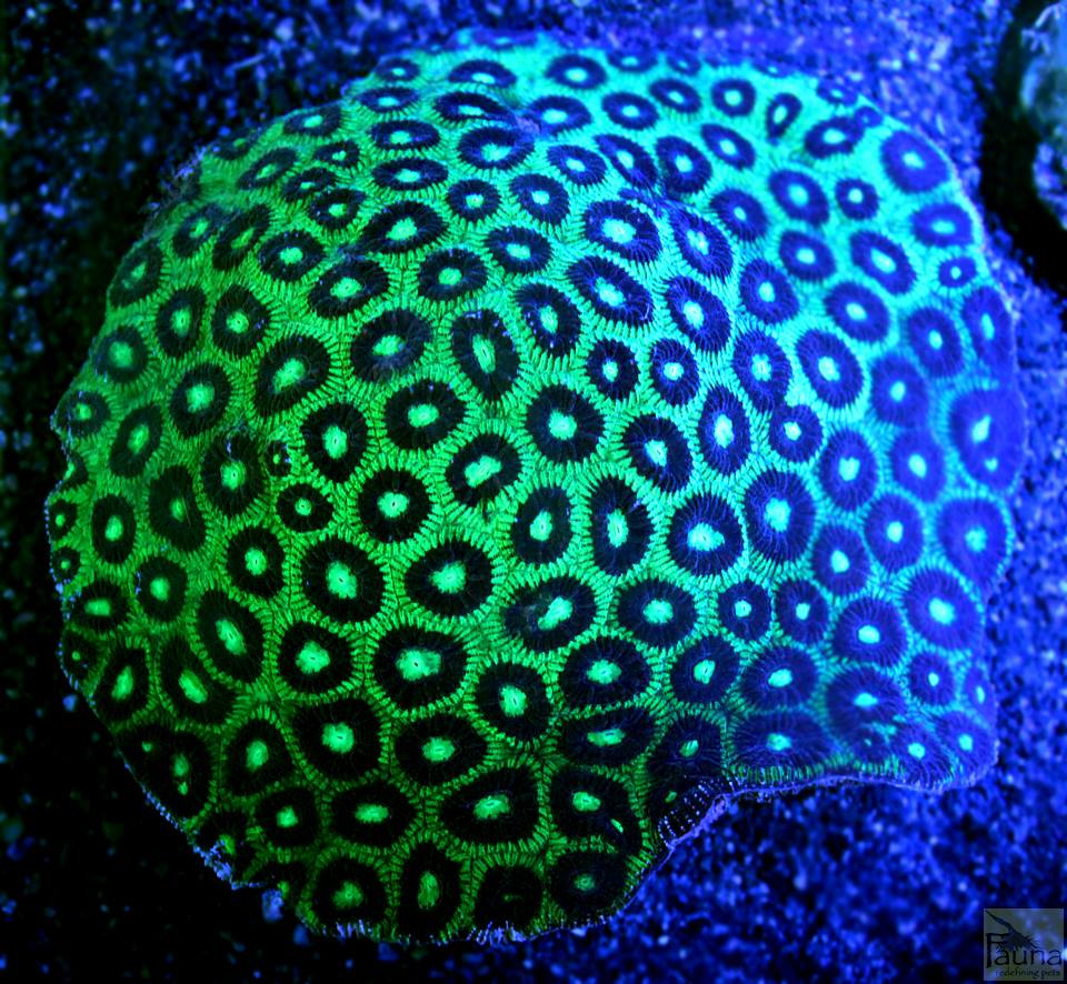 Moon Brain Coral (Favites sp.)