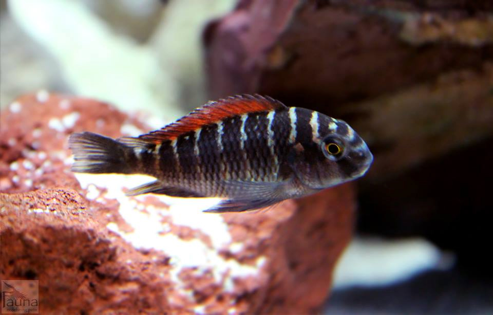 Tropheus moori ‘Ilangi’