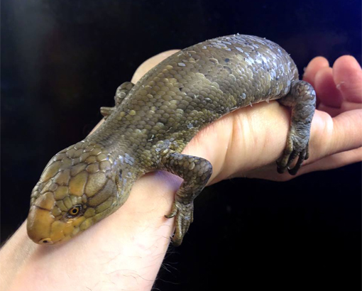 baby Prehensile tailed skink (Corucia zebra)