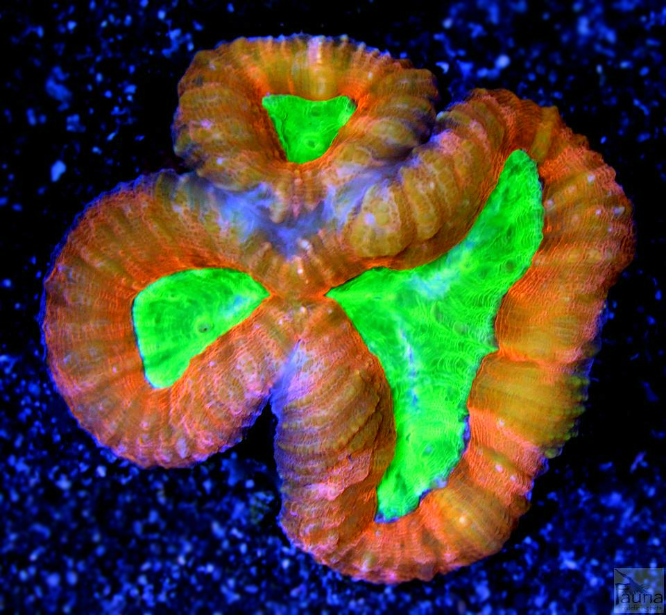 Ultra Australia Lobo (Lobophyllia hemprichii)