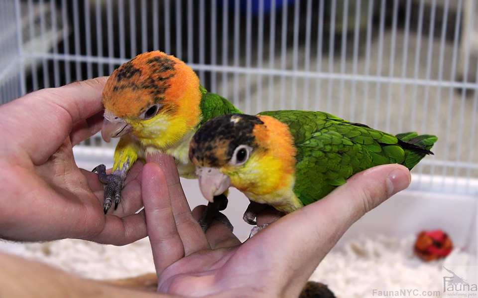 Baby White Bellied Caiques