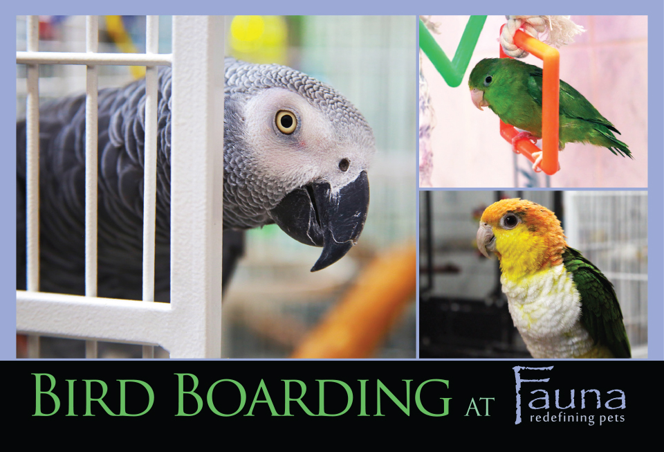 Bird Boarding Postcard