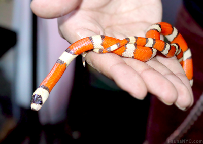 Hypo Honduran Milk Snake