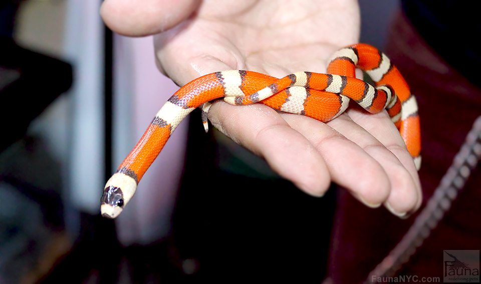 Hypo Honduran Milk Snake