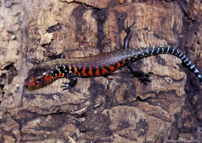 Fire Skink