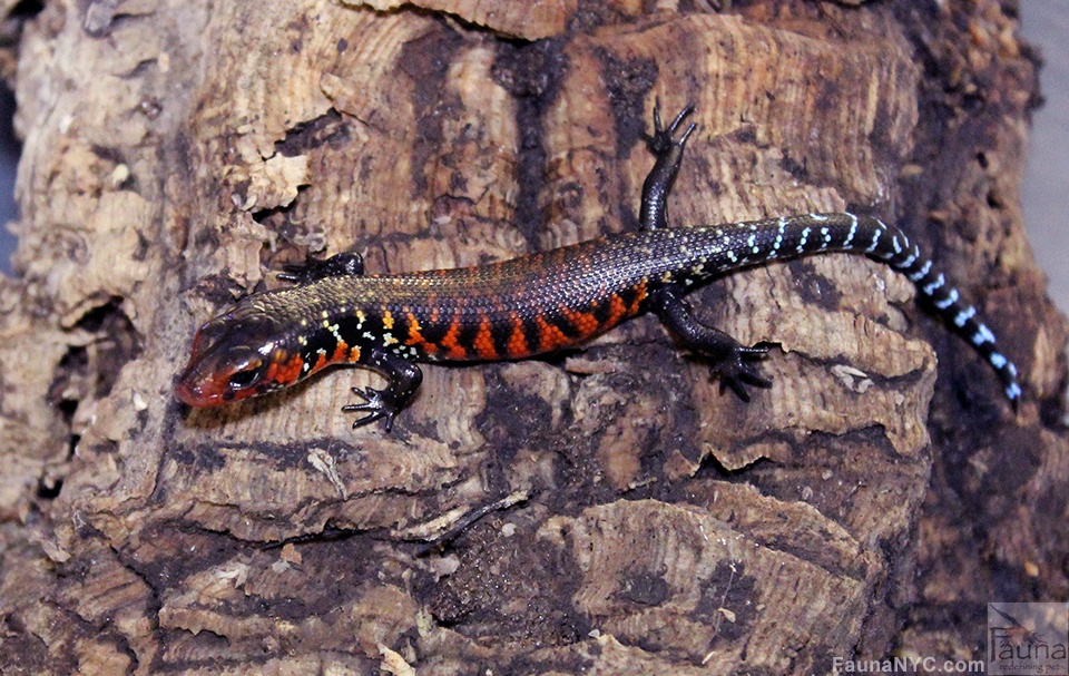 Fire Skink