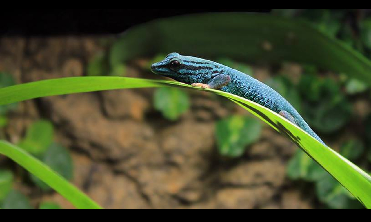 Williamsi Gecko (Lygodactylus williamsi)