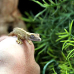 Baby crested gecko (Rhacodactylus ciliatus)