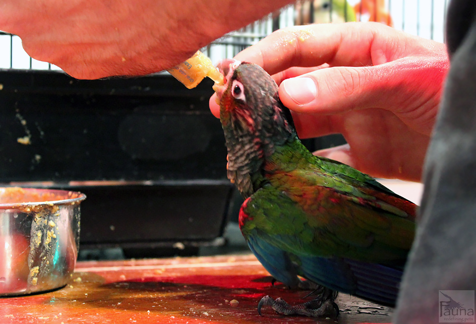 Crimson Bellied Conure