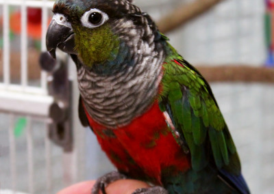 Crimson Bellied Conure