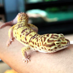 Leopard gecko