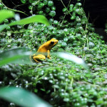 Yellow terribilis dart frogs (Phyllobates terribilis)