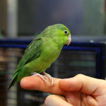 Parrotlet