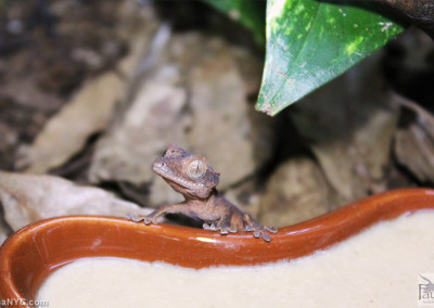 Crested Gecko (Correlophus ciliatus)