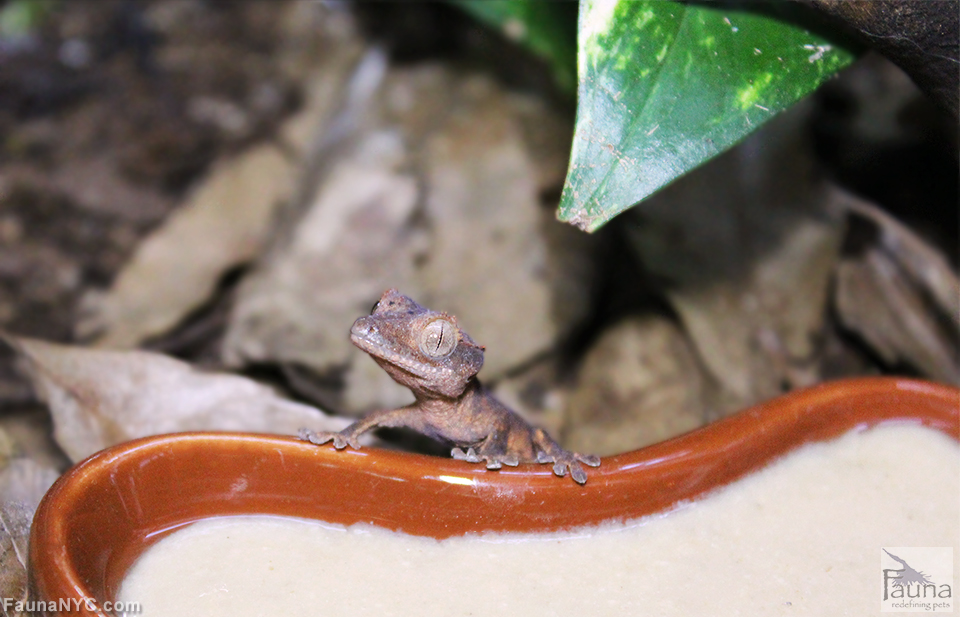 Crested Gecko (Correlophus ciliatus)