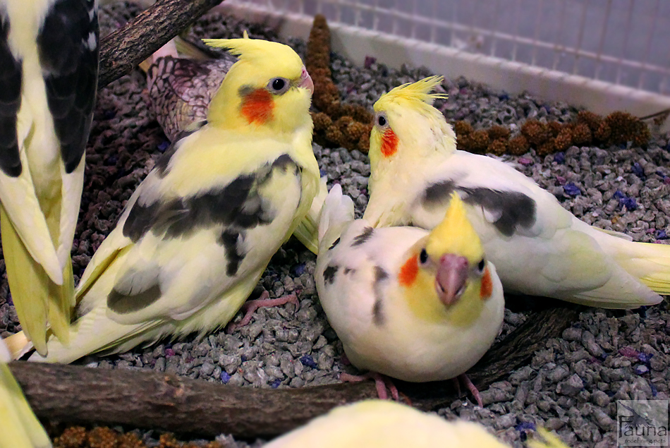 Baby Cockatiels At Fauna,What To Write On A Sympathy Card Envelope