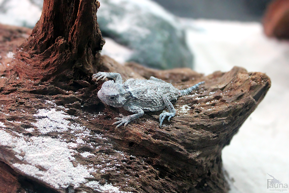 Horned Lizard