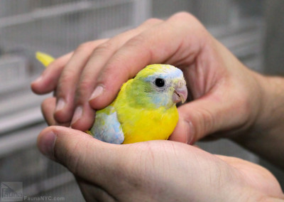 Turquoisine Grass Parakeet