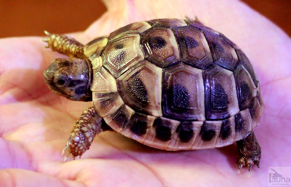 Baby Hermann’s Tortoise