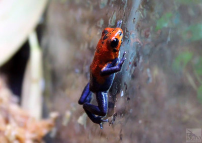 Blue Jeans Pumilio (oophaga pumilio)