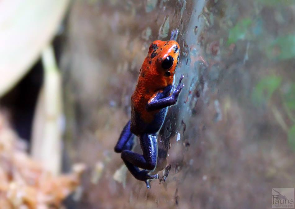  Blue Jeans Pumilio (oophaga pumilio)