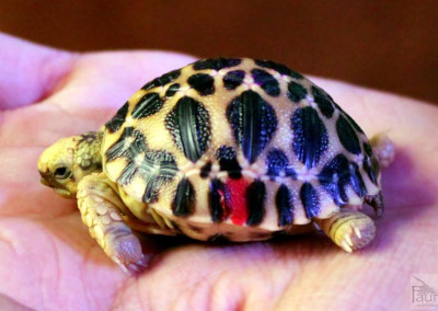 Burmese Star Tortoise (geochelone platynota)