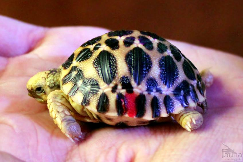 Burmese Star Tortoise (geochelone platynota)