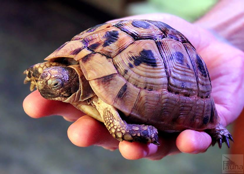 Greek Tortoise