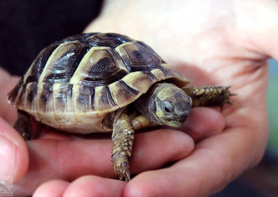 Hermann’s Tortoise (testudo hermanni)