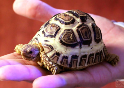 High-white Leopard Tortoise (Geochelone pardalis)