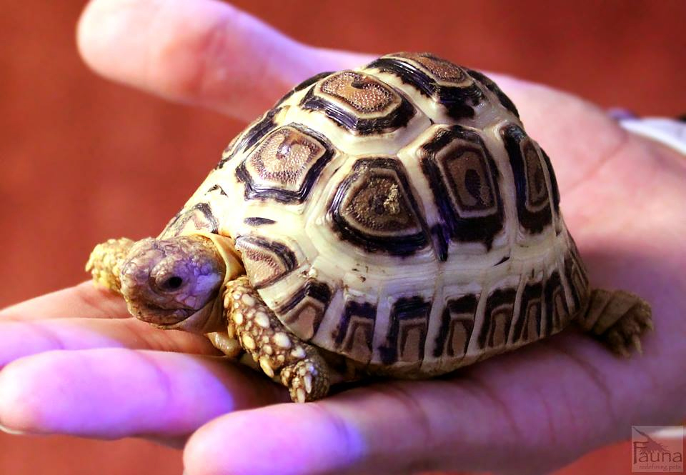 High-white Leopard Tortoise (Geochelone pardalis)