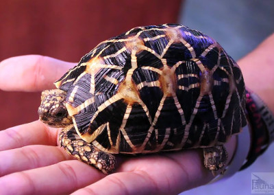 Indian Star Tortoise