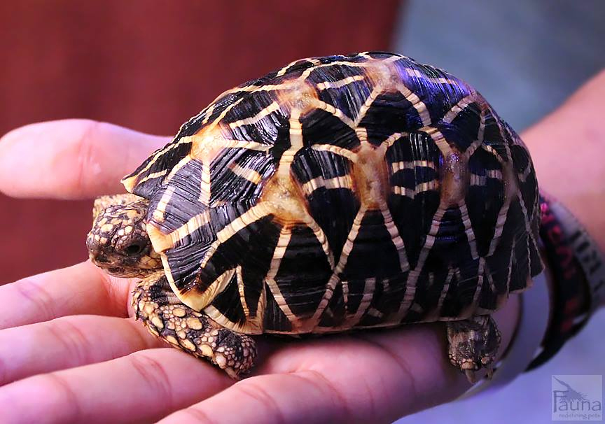 Indian Star Tortoise