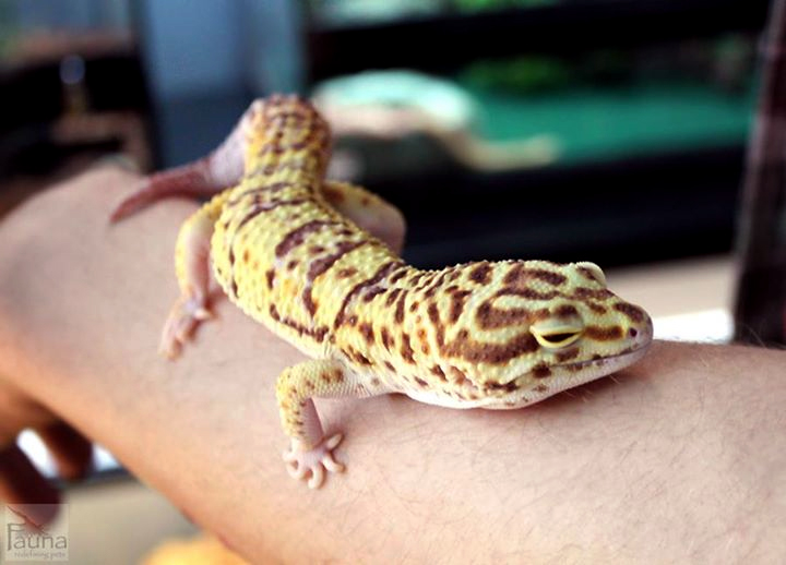 Leopard Gecko (radar morph)