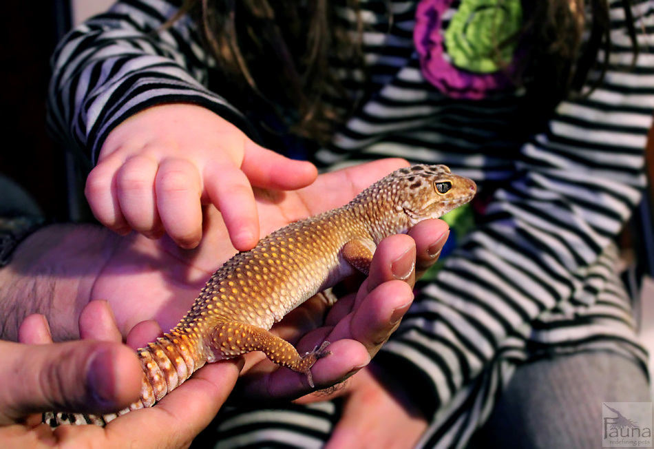 Leopard Gecko (Eublepharis macularius)