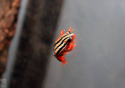 Painted Zebra Reed Frog