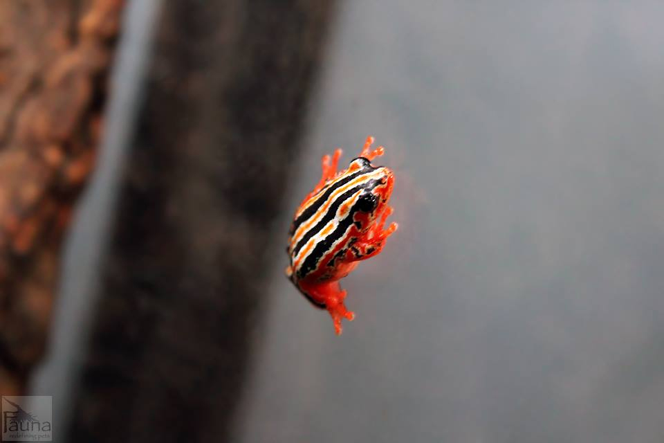 Painted Zebra Reed Frog