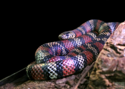 Pueblan Milksnake (lampropeltis triangulum campbelli)