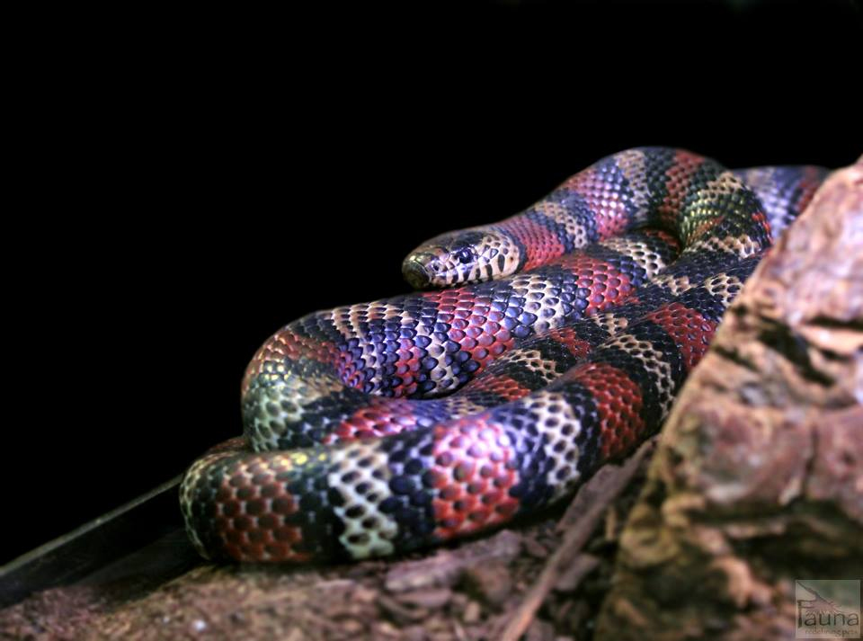 Pueblan Milksnake (lampropeltis triangulum campbelli)