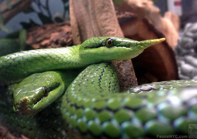 Rhino Ratsnake (rhynchophis boulengeri)