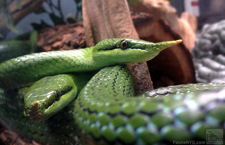 Rhino Ratsnake (rhynchophis boulengeri)