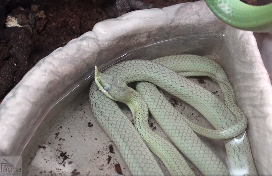 Rhino Ratsnake (rhynchophis boulengeri)