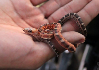 Scaleless Texas Rat Snake (Elaphe obsoleta lindheimeri)