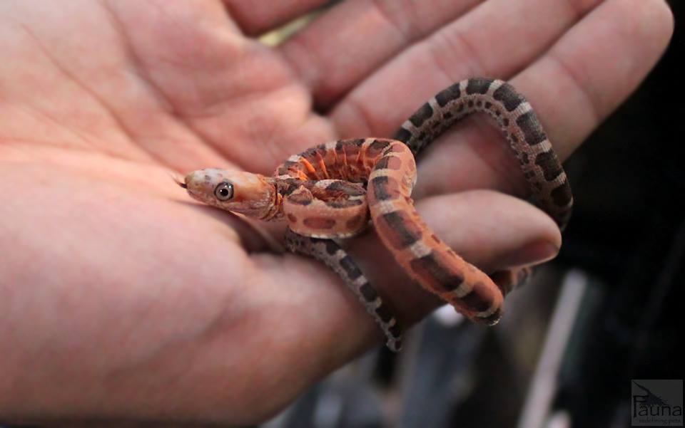 Scaleless Texas Rat Snake (Elaphe obsoleta lindheimeri)