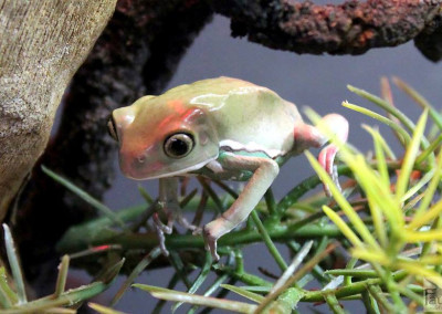 Waxy Monkey Frog (Phyllomedusa sauvagii)